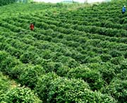 临湘天气预报7天